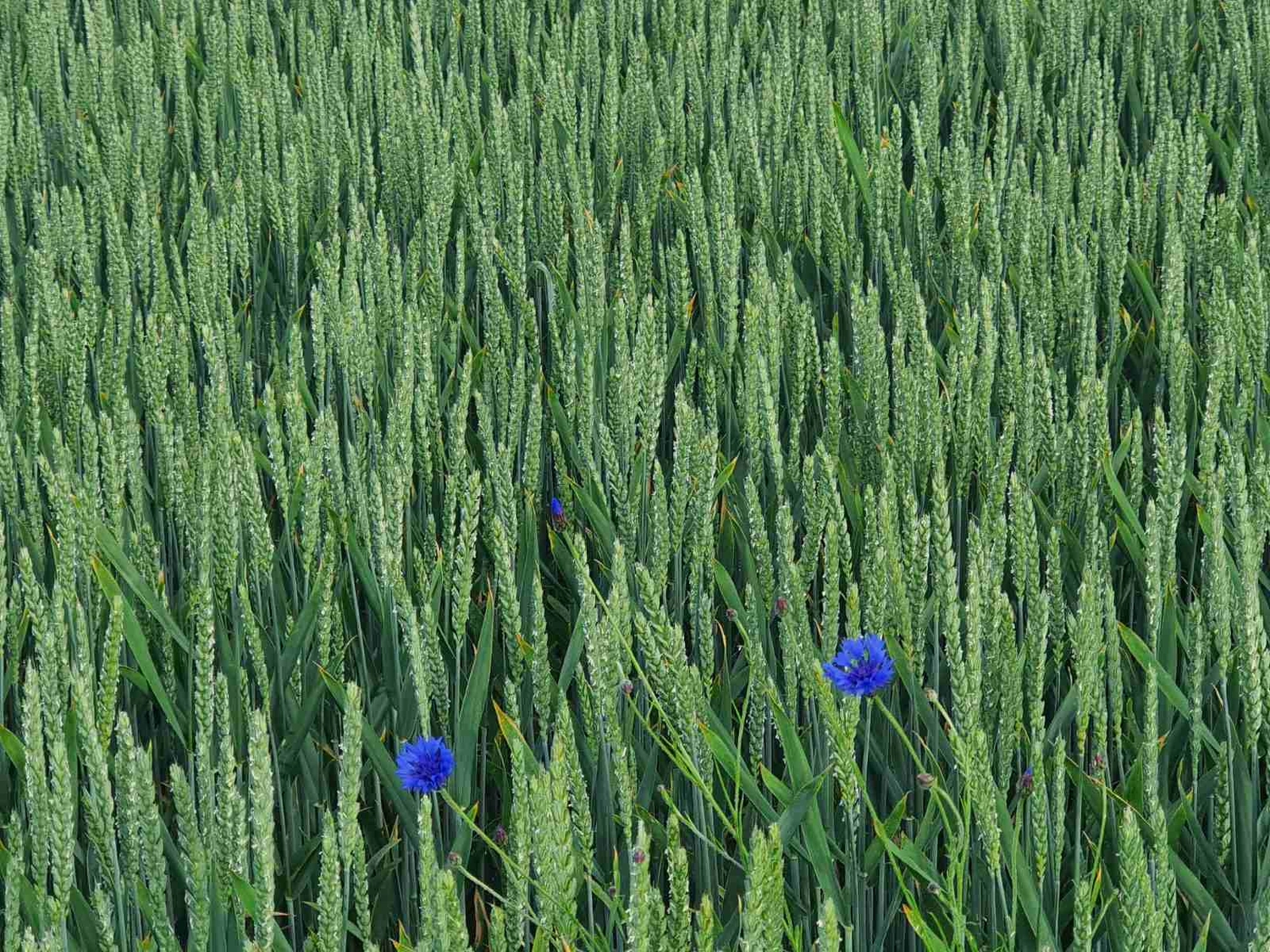 Fasten-Freude Natascha Schreiber — Bonn — Gesundheit — Nahrung